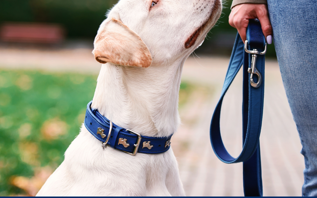Have You made Arrangements for Your Pets in Your Estate Plan?